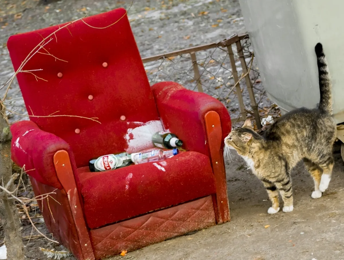 Striped cat sniffing a discarded red armchair filled with empty bottles